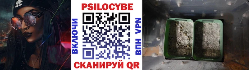 мега tor  как найти закладки  Курск  Псилоцибиновые грибы Psilocybe 